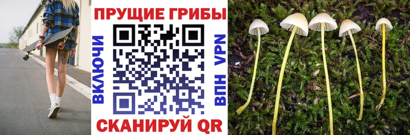 цена   Городовиковск  Псилоцибиновые грибы Cubensis 